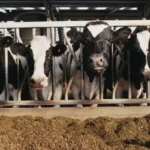 Modern Dairy Training