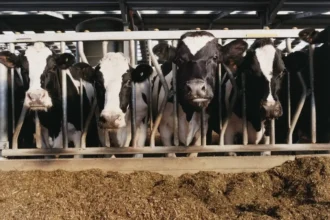 Modern Dairy Training