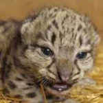 A leopard cub