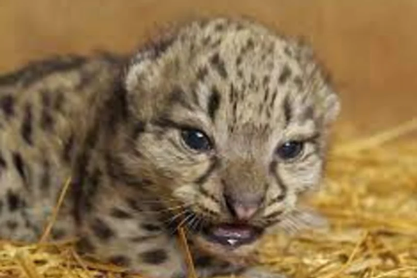 A leopard cub