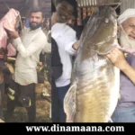 eagle fish was caught in a trap