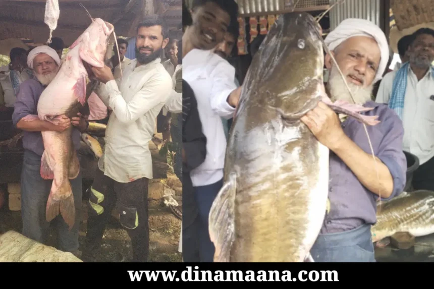 eagle fish was caught in a trap